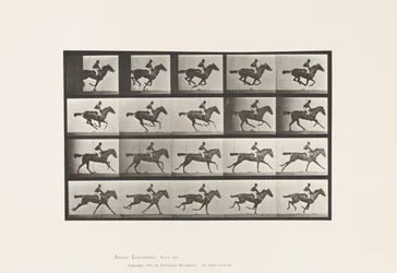 Tafel 627. Galopp; Vollblut-Braune Stute Annie G.
