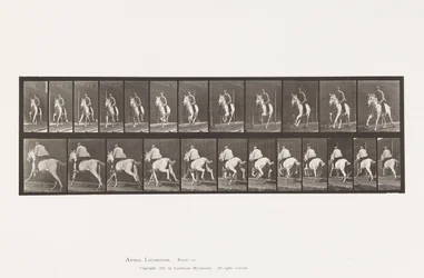 Tafel 630. Galopp; Sattel; Graue Stute Pandora