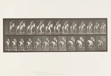 Tafel 635. Galopp; Sattel; Graue Stute Pandora