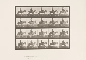 Tafel 666. Esel; Gehend; Sattel; Ein Mädchen reitend, Zoo