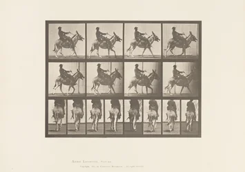 Tafel 668. Esel; Passgang; Sattel; Ein Junge Reitend, Zoo