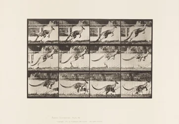 Tafel 752. Känguru; Springend