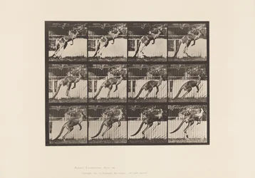 Tafel 753. Känguru; Springen