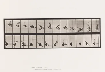 Tafel 756. Taube; Fliegend
