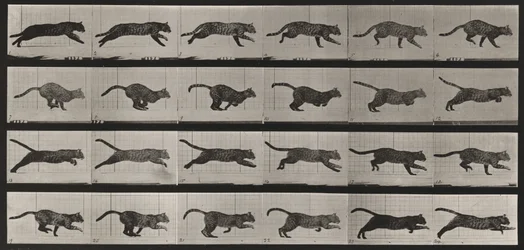 Tafel Nummer 720. Katze; galoppierend