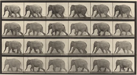 Tafel Nummer 733. Elefant geht
