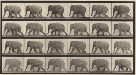 Tafel Nummer 733. Gehender Elefant