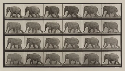 Tafel Nummer 733. Elefant im Gehen