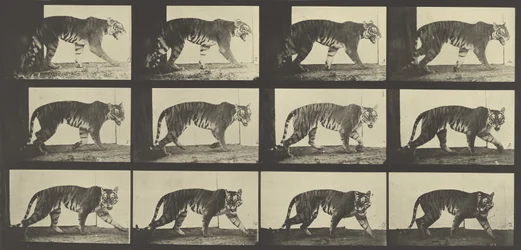 Tiger im Gehen, Platte 729 aus Animal Locomotion, 1887