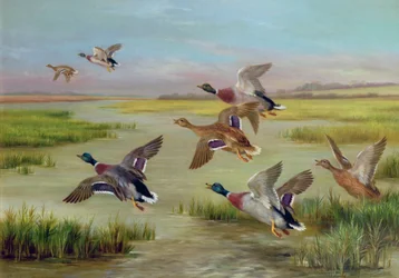 Enten im Flug