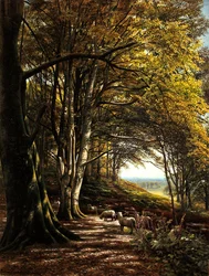 Schafe weiden in einer Waldlichtung