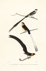 Witwen-Vögel