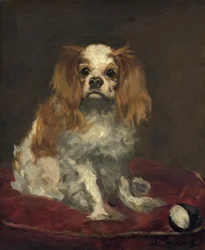 Ein King Charles Spaniel