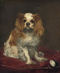 Ein King Charles Spaniel