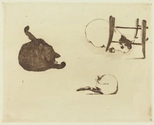 Die Katzen