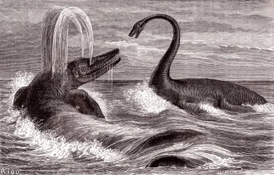 Der Ichthyosaurus und der Plesiosaurus