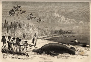 Das Einfangen von Seekühen in Mabuiso (Peru). Zeichnung von Riou, zur Illustration der Reise vom Pazifik zum Atlantik