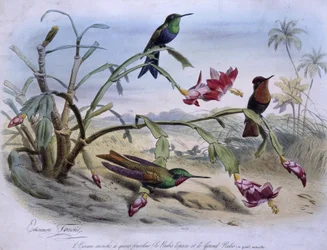 Kolibris: Gabelschwanzkolibri, Topasrubinkolibri und Großer Rubinkolibri - gezeichnet von E. Traviès