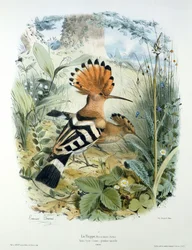 Wiedehopf (Upupa Epops)