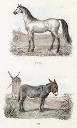Pferd und Esel - „Alphabet illustriert Tiere“ 19. Jahrhundert