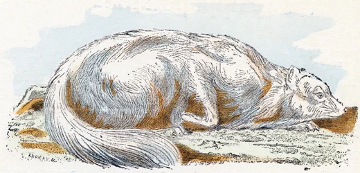 Isatis (Polar- oder Polarfuchs) - 