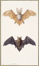 Langohrfledermaus und eine gewöhnliche Fledermaus, 1834