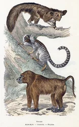 Affen - „Alphabet illustriert Tiere“ 19. Jahrhundert