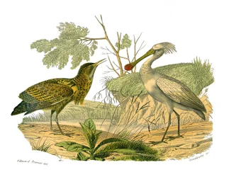 Naturgeschichtstafel: Zoologische Tafel, die Wasservögel und cultriroströse Watvögel (mit großen, langen und starken Schnäbeln) darstellt: der Rohrdommel und der Löffler. Tafel aus den neun Bänden über Vögel in „Gesammelte Werke von Buffon“ geschrieben vo