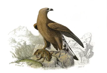 Zoologische Tafel: Nachtgreifvögel. Der große Adler. Tafel aus den neun Bänden über Vögel in „Gesammelte Werke von Buffon“ von Georges Louis Leclerc, Graf von Buffon (1707-1788)