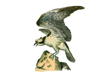 Naturgeschichtstafel: Zoologische Tafel, die nachtaktive Greifvögel darstellt. Der Fischadler. Tafel aus den neun Bänden über Vögel in „Gesammelte Werke von Buffon“ von Naturforscher Georges Louis Leclerc, Graf von Buffon
