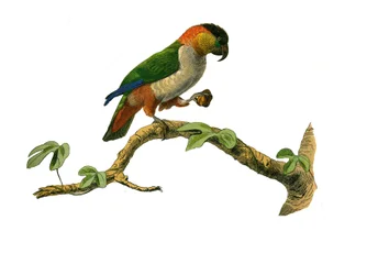 Naturgeschichte Tafel: Zoologische Tafel, die Klettervögel darstellt. Der Maipouri. Platte aus den neun Bänden über Vögel in „Gesammelte Werke von Buffon“ von Georges Louis Leclerc, Graf von Buffon
