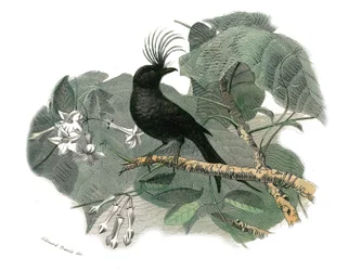 Naturgeschichtstafel: Zoologische Tafel, die dentiroströse Sperlingsvögel (mit gekerbtem Schnabel) darstellt. Der Drongo. Tafel aus den neun Bänden über Vögel in „Gesammelte Werke von Buffon“ geschrieben von dem Naturforscher Georges Louis Leclerc, Graf v