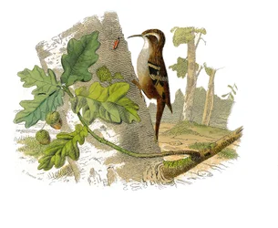 Zoologische Tafel, die dentirostre Sperlingsvögel darstellt