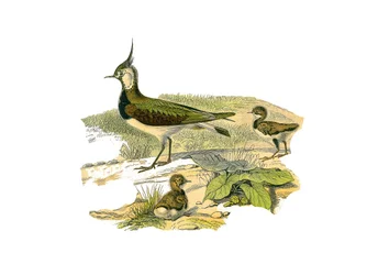 Naturgeschichtstafel: Zoologische Tafel, die langnasige Watvögel darstellt: das Lamm und sein Junges. Tafel aus den neun Bänden über Vögel in „Gesammelte Werke von Buffon“ von Naturforscher Georges Louis Leclerc