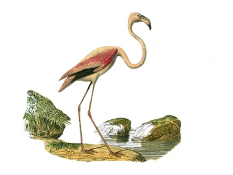 Zoologische Tafel: Langschnabelvögel. Der rosa Flamingo. Tafel aus den neun Bänden über Vögel in „Gesammelte Werke von Buffon“ von Georges Louis Leclerc, Graf von Buffon