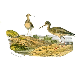 Naturgeschichtstafel: Zoologische Tafel, die langnasige Watvögel darstellt