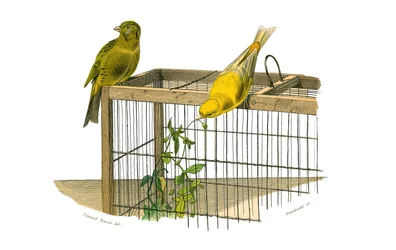 Naturgeschichtstafel: Zoologische Tafel, die koniroströse Sperlingsvögel (konischer Schnabel) darstellt. Die Kanarienvögel. Tafel aus den neun Bänden über Vögel in „Gesammelte Werke von Buffon“ geschrieben von dem Naturforscher Georges Louis Leclerc, Gra