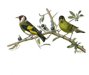 Naturgeschichtstafel: Zoologische Tafel, die Körnerfresser-Sperlingsvögel darstellt