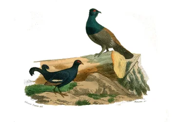 Naturkundliche Tafel: Zoologische Tafel mit der Darstellung von Hühnervögeln: Gabelschwanzhühner und Raufußhühner. Tafel aus den neun Bänden über Vögel in „Gesammelte Werke Buffons“, verfasst vom Naturforscher Georges Louis Leclerc, Graf von Buffon
