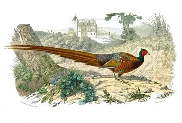 Zoologische Tafel: Hühnervögel. Fasan. Tafel aus den neun Bänden über Vögel in „Gesammelte Werke von Buffon“ von Georges Louis Leclerc, Graf von Buffon (1707-1788)