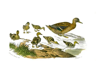Naturgeschichtstafel: Zoologische Tafel, die lamellenschnäbelige Schwimmvögel darstellt. Die Entenweibchen und ihre Jungen. Tafel aus den neun Bänden über Vögel in „Gesammelte Werke von Buffon“ von Naturforscher Georges Louis Leclerc