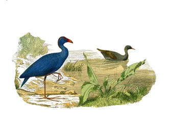 Naturgeschichtstafel: Zoologische Tafel, die langschäbelige Vögel darstellt: das Sultan-Huhn und das Wasserhuhn. Tafel aus den neun Bänden über Vögel in „Gesammelte Werke von Buffon“ von Georges Louis Leclerc, Graf von Buffon