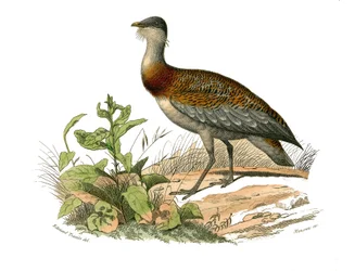 Naturgeschichtstafel: Zoologische Tafel, die Watvögel darstellt: die Trappe. Tafel aus den neun Bänden über Vögel in „Gesammelte Werke von Buffon“ geschrieben von dem Naturforscher Georges Louis Leclerc, Graf von Buffon (1707-1788) zwischen 1749 und 1785. 