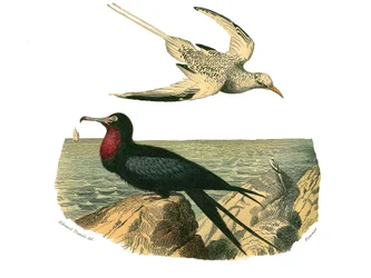 Naturgeschichte Tafel: Zoologische Tafel, die Totipalmen darstellt