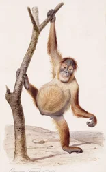 Orang-Utan, 1836