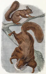 Eichhörnchen - „Alphabet illustriert Tiere“ 19. Jahrhundert (Gravur)