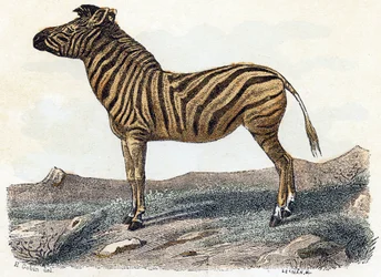 Zebra - „Alphabet illustriert Tiere“ 19. Jahrhundert