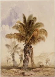 Kokospalmen in Bahia