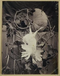 Stillleben mit totem Vogel und Kürbis