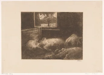 Schweine im Stall